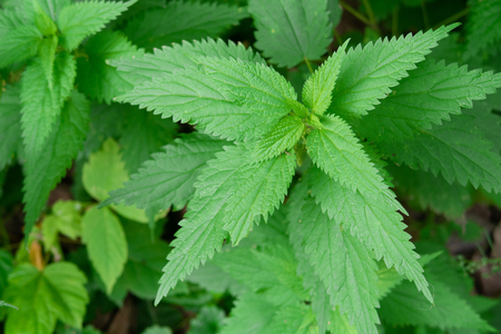 Green leaves of nettle nature