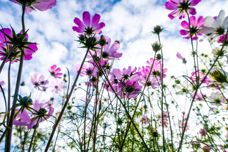 Cosmos flowers, view from below into the skyの写真素材