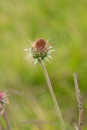 Thistle flower closeup, natureの写真素材