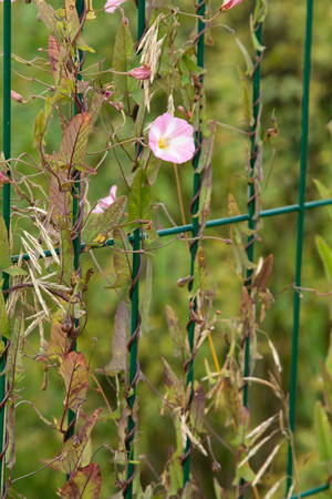Green weed growing on a metal grid fence, natureの写真素材