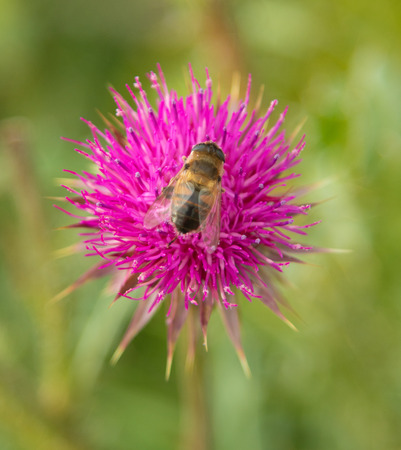 Thistle flower closeup, natureの写真素材