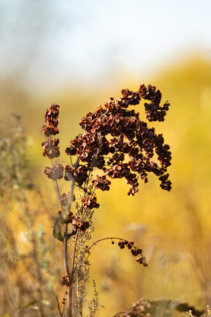 Dry seeds of wild sorrel natureの写真素材