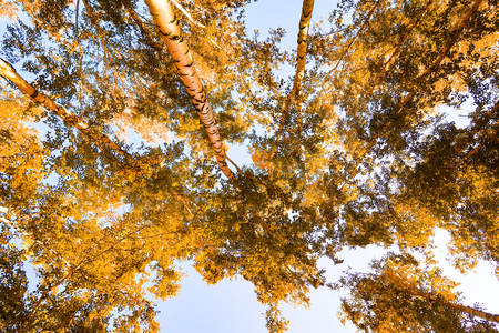 Yellow birch leaves against the sky autumn backgroundの写真素材