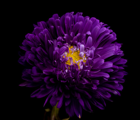 Aster flowers isolated on a black backgroundの写真素材
