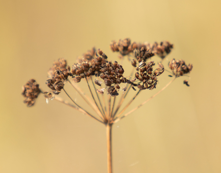 Dry parsley flowers on nature