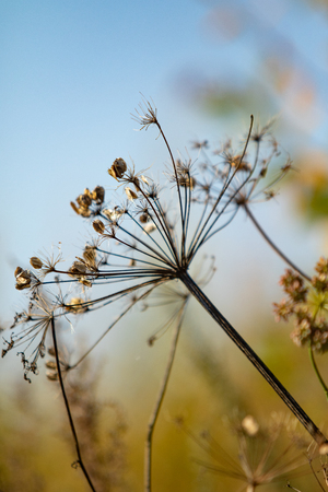 Dry parsley flowers on natureの写真素材