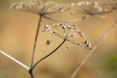 Dry parsley flowers on natureの写真素材