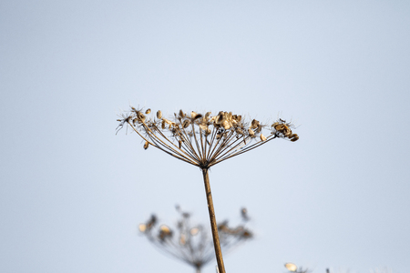 Dry parsley flowers on natureの写真素材