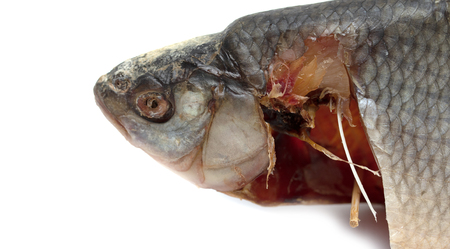 dried fish for food on a white background