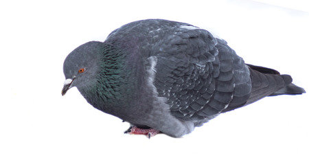 rock dove isolated on white backgroundの写真素材