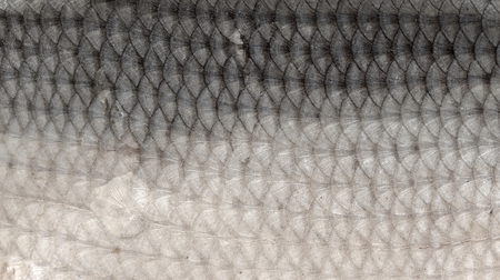 fish scales as a background close up