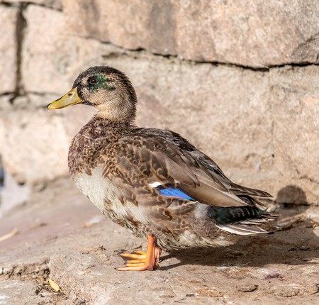 wild duck near the water natureの写真素材