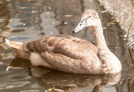 swan swims in the pondの写真素材