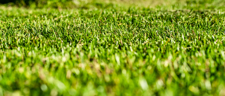 green grass background focus on the centerの写真素材