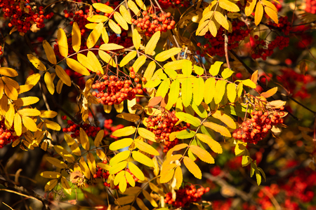 autumn tree ashberry bright colors of natureの写真素材