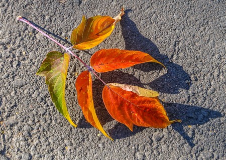 autumn leaves on the asphalt fallの写真素材