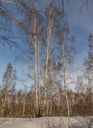 birch forest in winter nature landscapeの写真素材