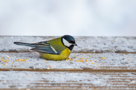 Bird Great Tit. Winter trees snow.