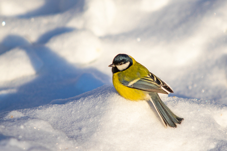 Bird Great Tit. White snow background.の写真素材