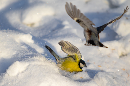 Bird Great Tit. Winter trees snow.の写真素材
