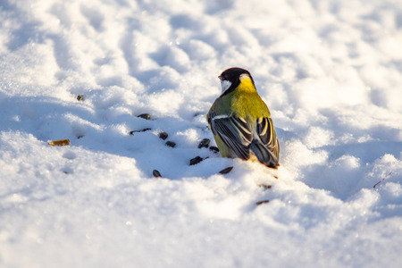 Bird Great Tit. White snow background.