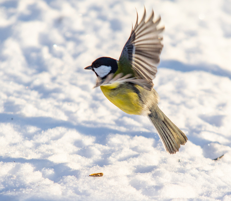 Bird Great Tit. White snow background.の写真素材