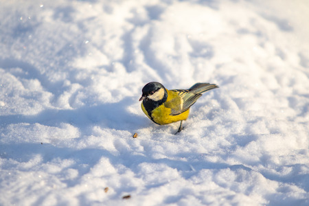 Bird Great Tit. White snow background.の写真素材