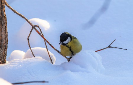 Bird Great Tit. White snow background.の写真素材