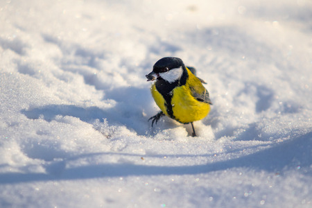 Bird Great Tit. White snow background.の写真素材