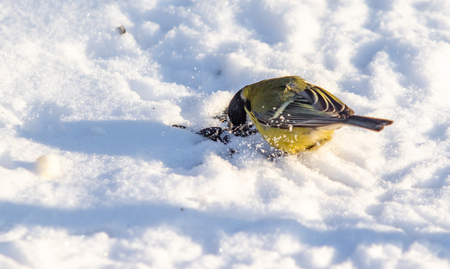 Bird Great Tit. White snow background.の写真素材