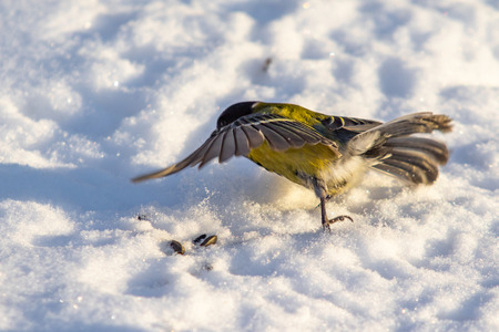 Bird Great Tit. White snow background.の写真素材