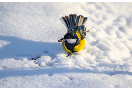Bird Great Tit. White snow background.の写真素材
