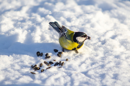 Bird Great Tit. White snow background.の写真素材
