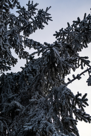 spruce in hoarfrost snow closeup winterの写真素材