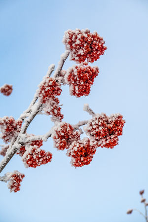 winter rowan against the sky close upの写真素材