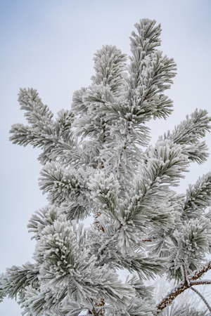 spruce in hoarfrost snow closeup winterの写真素材