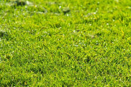 green grass background focus on the centerの写真素材