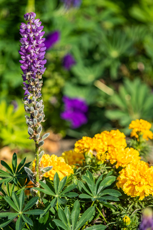 Lupinus flowers are bright with green foliage natureの写真素材