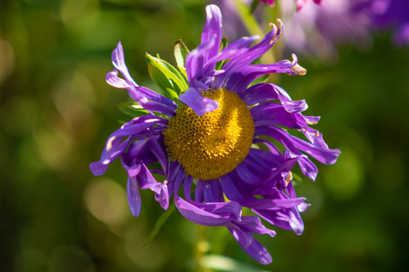 bright autumn flowers nature landscapeの写真素材