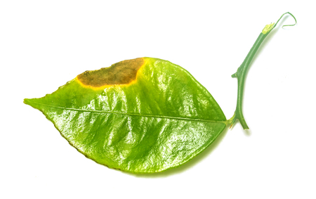 green leaf on white backgroundの写真素材