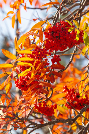 autumn tree ashberry bright colors of natureの写真素材