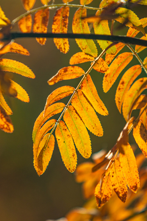 autumn tree ashberry bright colors of natureの写真素材