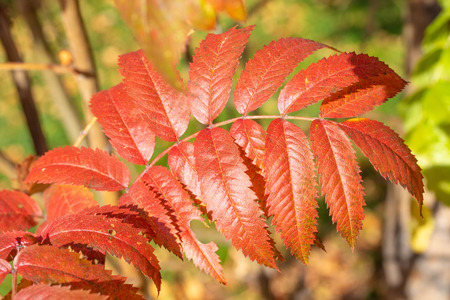 autumn tree ashberry bright colors of nature