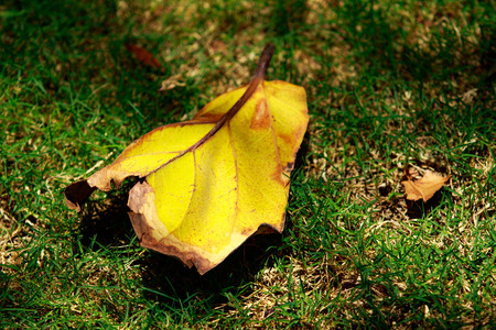 dry leaf on green grassの写真素材