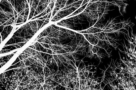 tree branches white silhouette on black backgroundの写真素材