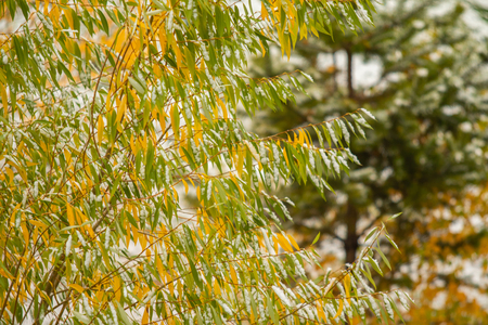 winter first snow birch forest landscape