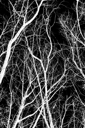 tree branches white silhouette on black backgroundの写真素材