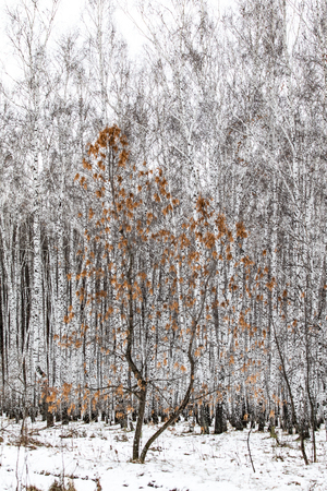 winter birch forest nature landscapeの写真素材