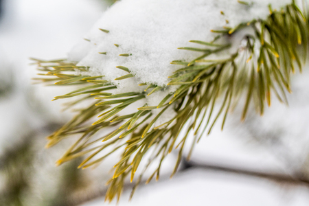 needles spruce snow close up winterの写真素材
