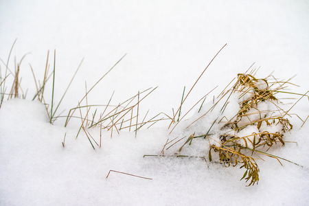 grass dry branches snow winter natureの写真素材